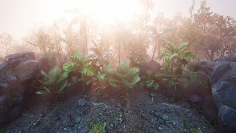 Sunset-Beams-through-Palm-Trees