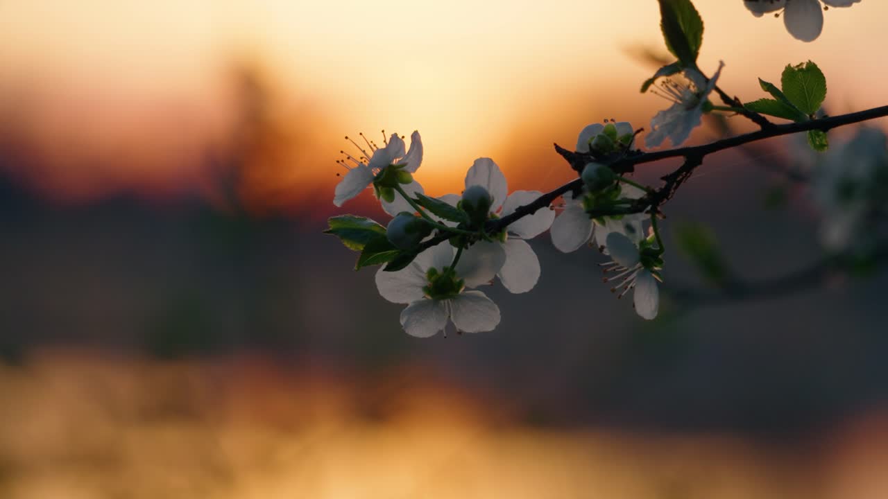 Wild Cherry Tree Blossom In Spring Sunset Backlit Colorful Sky