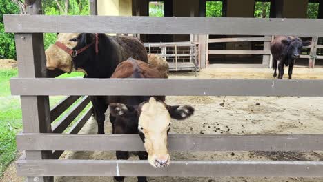 cows in a farm pen