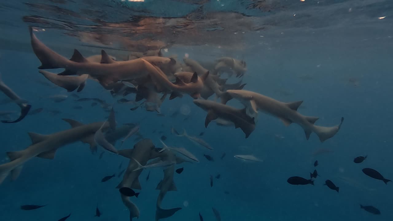 tiburones enfermera marrón enjambre en las maldivas agua clara, bajo el agua