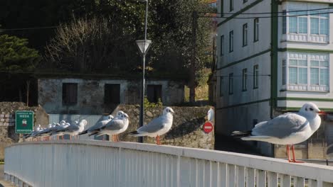 Vista-Lateral-De-Varias-Gaviotas-Paradas-En-Un-Pasamanos-En-Un-Pueblo-Pintoresco,-Todavía-Disparadas