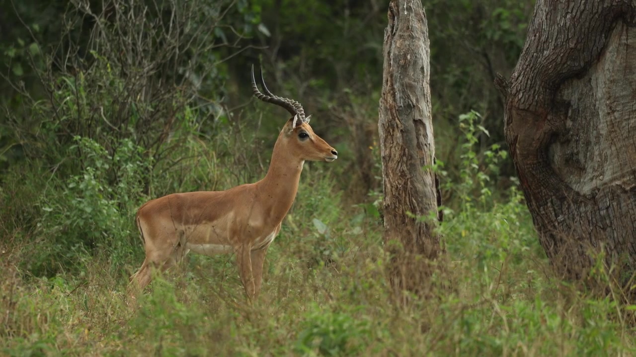 Un impala maschio cammina attento attraverso la prateria nel Parco Nazionale Kruger, Sudafrica