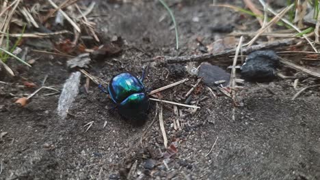 cerrar negro azulado estiércol escarabajo tumblebug
