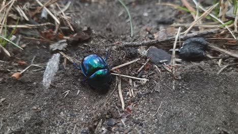 close up bluish black manure dung tumblebug beetle