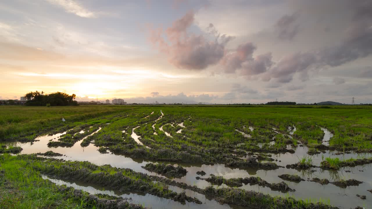Timelapse zachodu słońca nad zielonym polem ryżowym.