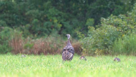 Una-Familia-De-Pavos-Salvajes-Comiendo-Insectos-En-Un-Prado-Después-De-Una-Lluvia-Matutina