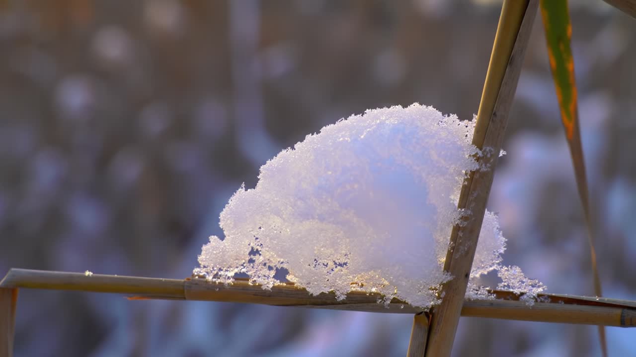 A Close-Up View of Snow Accumulation on Reeds Captured in the Golden Hour, Showcasing the Beautiful Contrast Between Snowflakes and Nature's Background