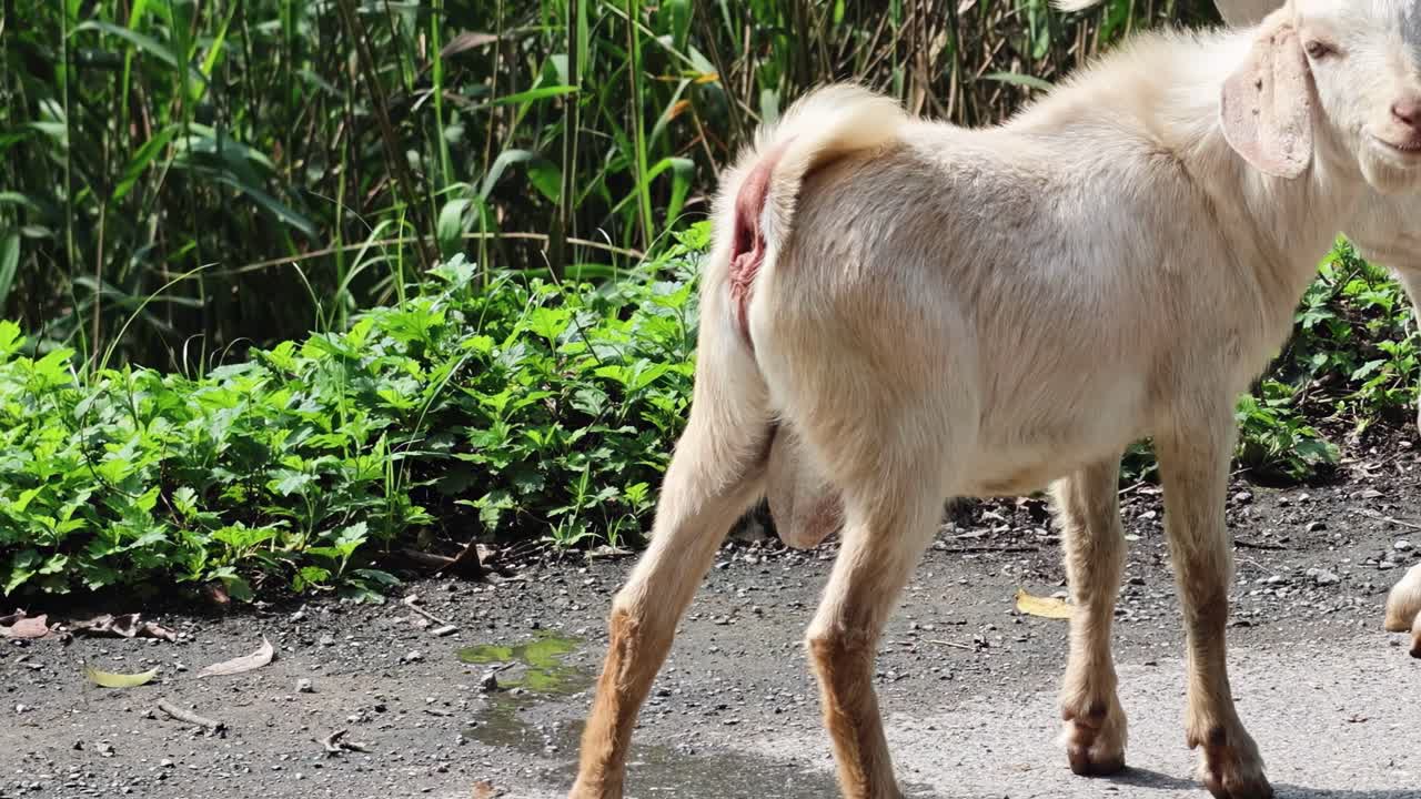Sick Goat on a Road