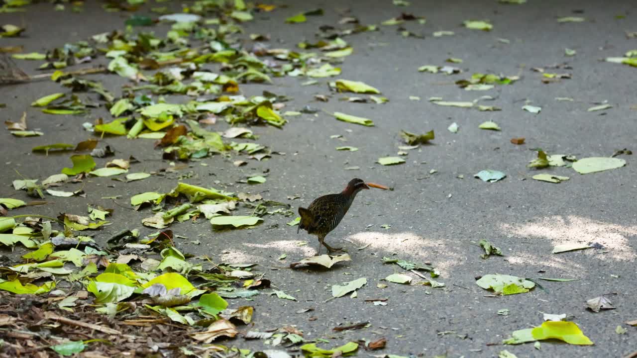잎으로 인 길을 고 있는 새