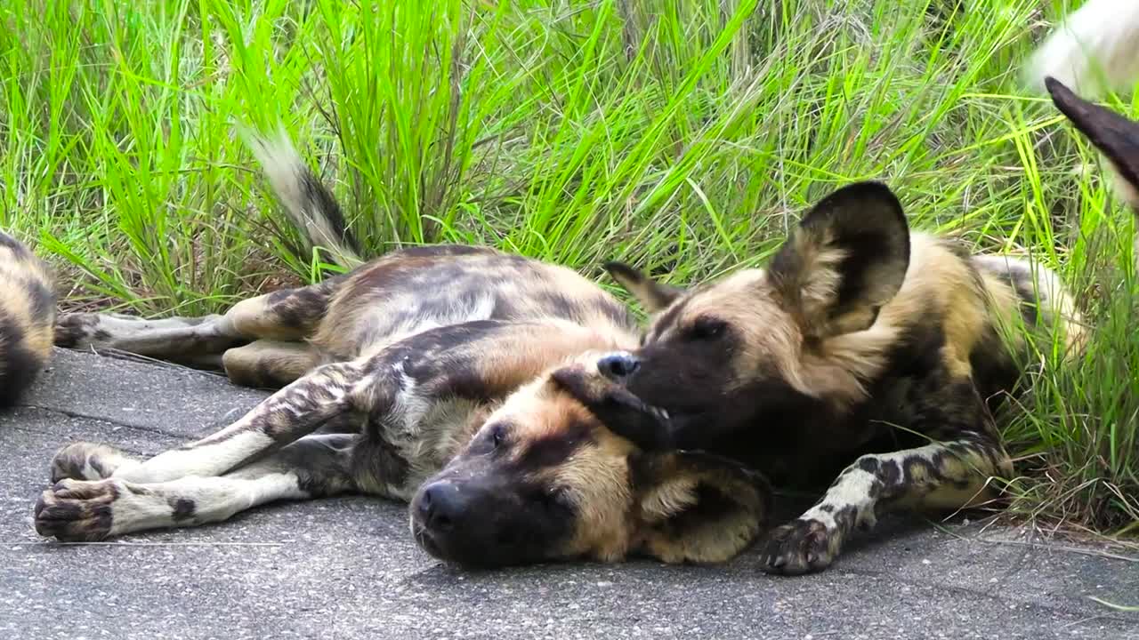African wild dog grooming other dog, lick and bite near ear fur, South Africa