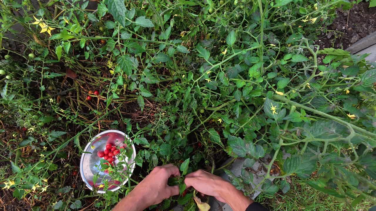 POV perspective showing farmer’s hands picking tomatoes and placing them into metal bowl during organic harvest in garden