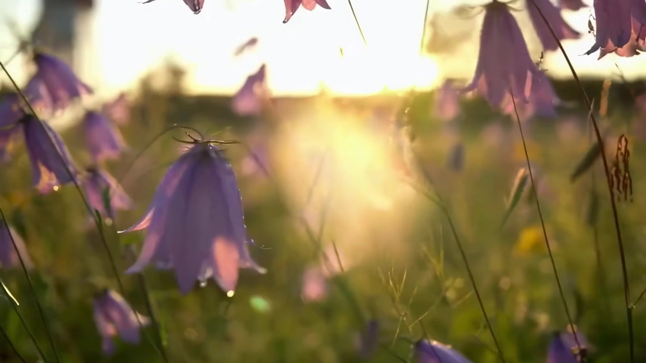 Purple Bellflowers Blooming in a Meadow at Sunset