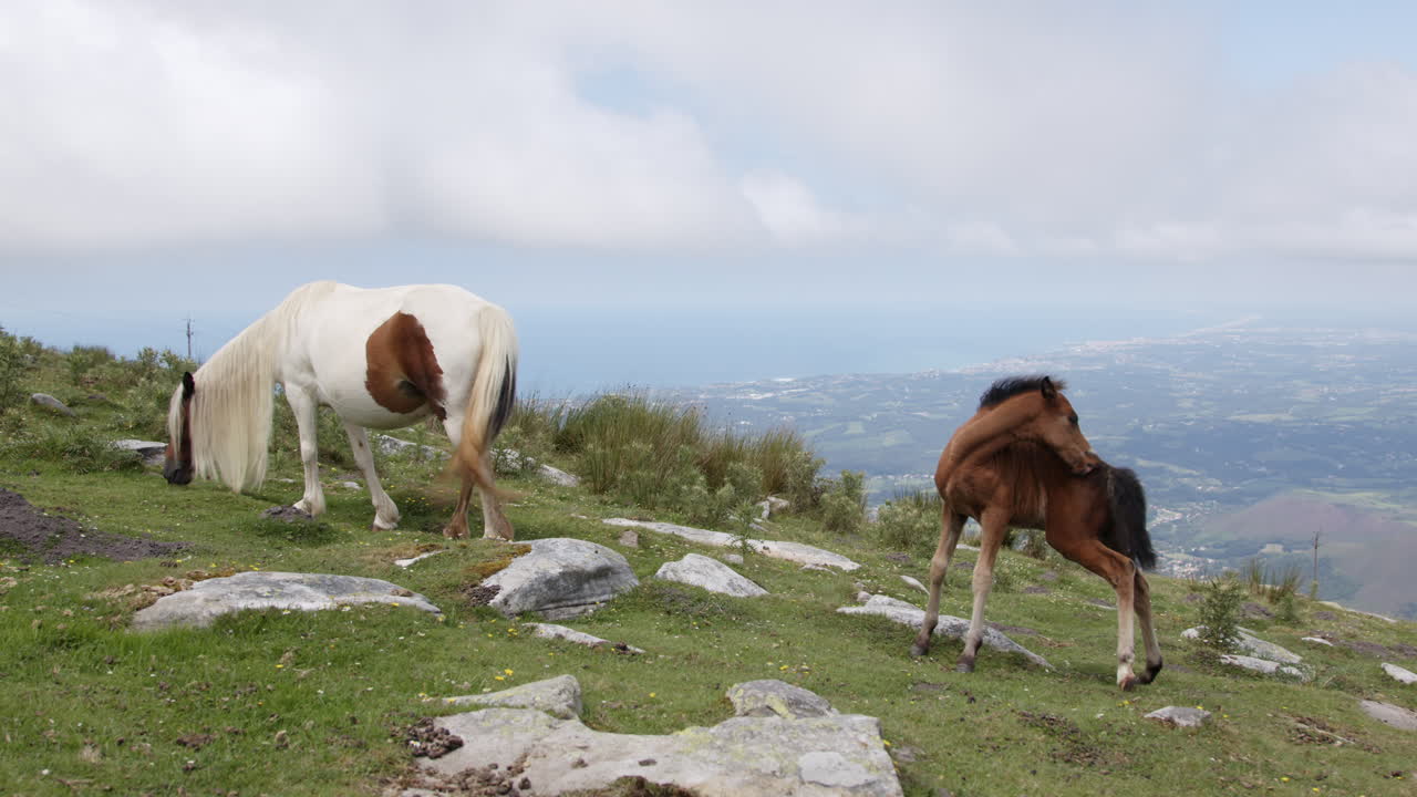 caballos en la cima de una montaña