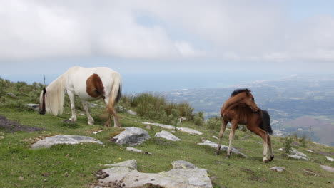 horses on a mountaintop