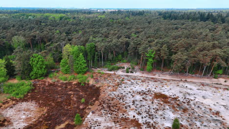 nature reserve forest edge. a sandy area transitions into a dense forest, showcasing a striking blend of dry land and lush greenery in spring