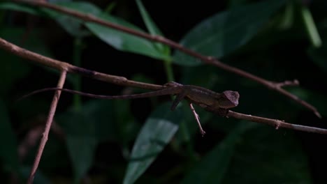 Descansando-Sobre-Una-Ramita-Horizontal-Mientras-Mira-A-Su-Alrededor-Y-Respira-Mientras-Espera-A-Su-Presa,-Lagarto-De-Jardín-Oriental,-Calotes-Versicolor,-Tailandia