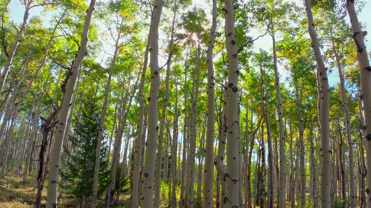 Quaking Aspens morning sunrise sun flare rays Mount Shavano trailhead Colorado trail San Isabel White River National Forest fall autumn foliage leaf peeping Kebler Pass Vail Telluride parallax circle