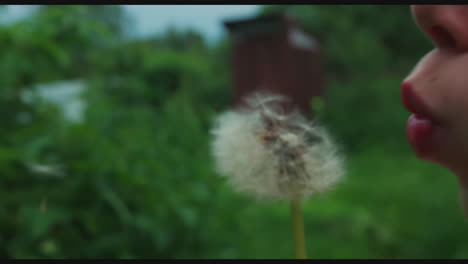 child blowing dandelion in garden