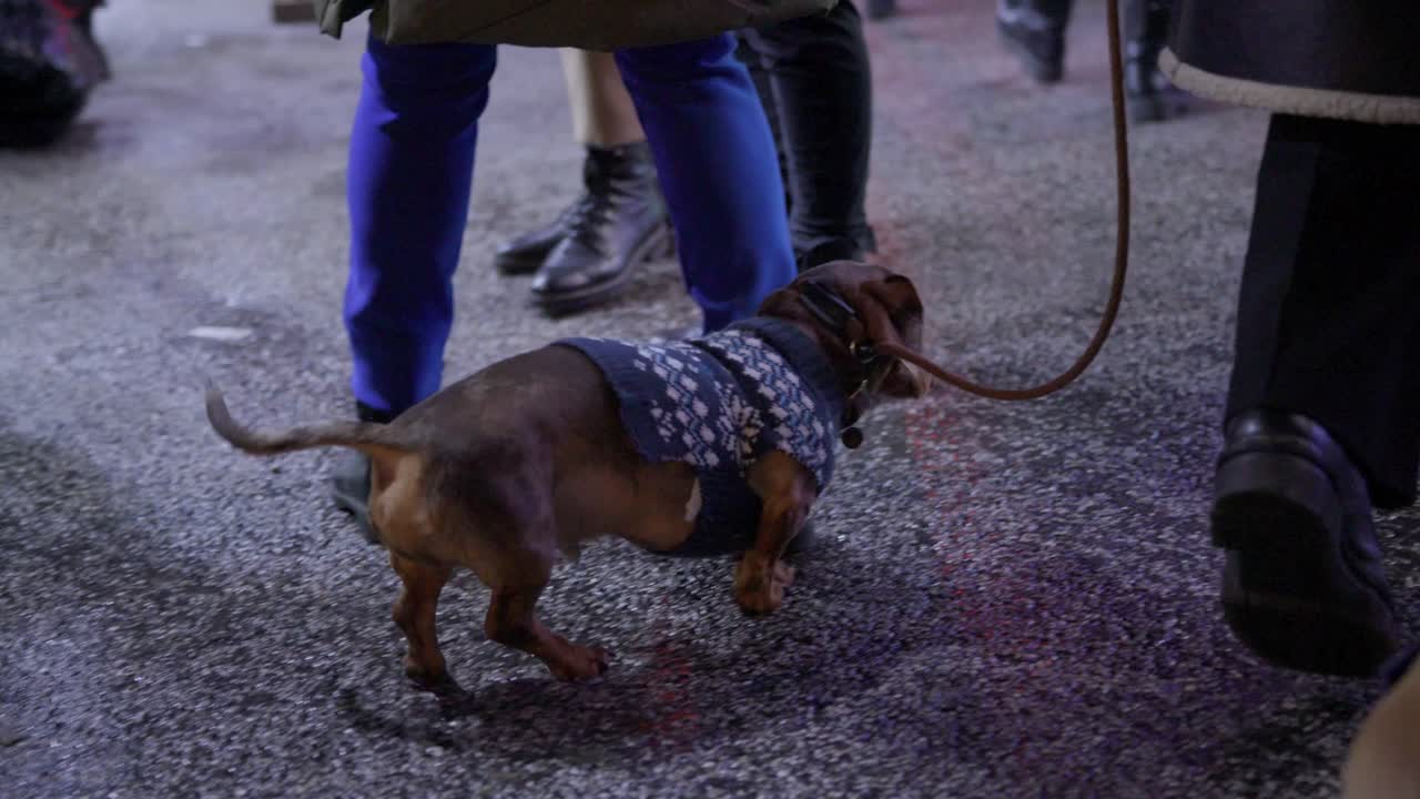 pequeño dachshund en lixiviación en ropa de invierno siendo pisado en su pata caminando en una zona concurrida