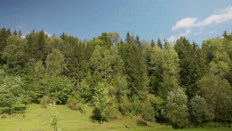 matorral denso con follaje verde en verano