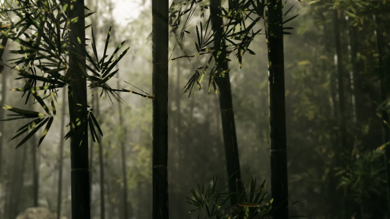 La luce del sole filtra attraverso una fitta foresta di bambù nella nebbia del primo mattino