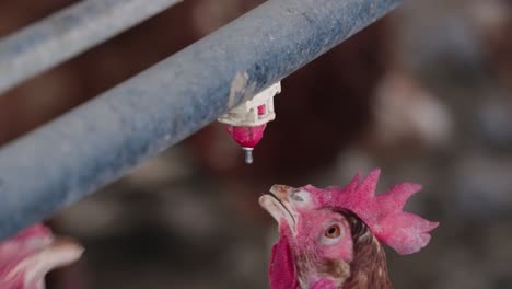 close up of chickens drinking water from farm water trough in slow motion, pasture raised regenerative hen behavior