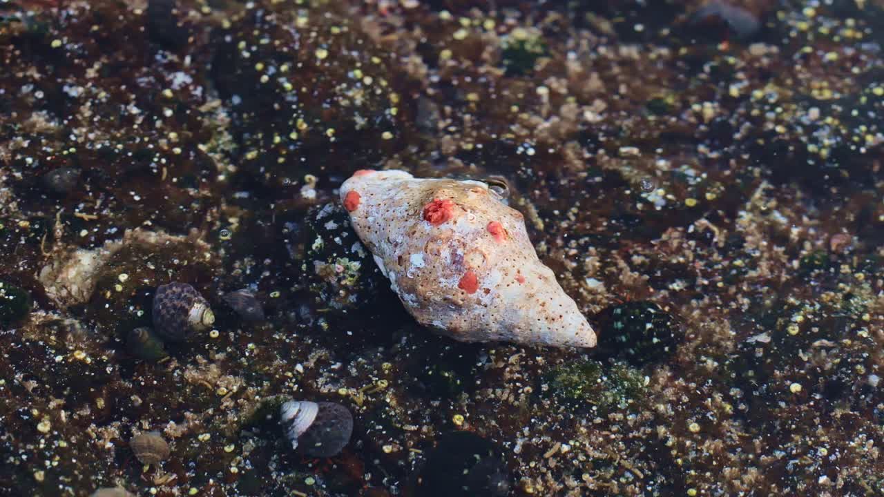 Shell with tiny crab inside slowly shifting in shallow clear water, rocky Spain