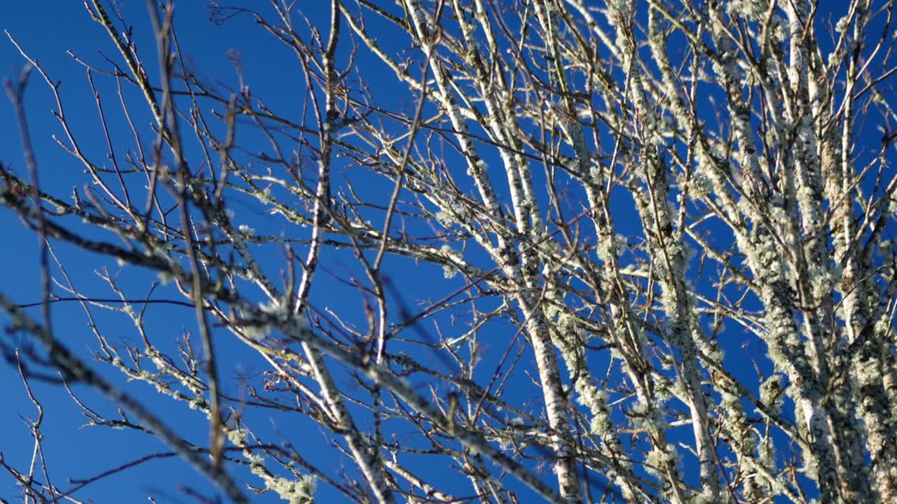 Some trees without leaves in the winter