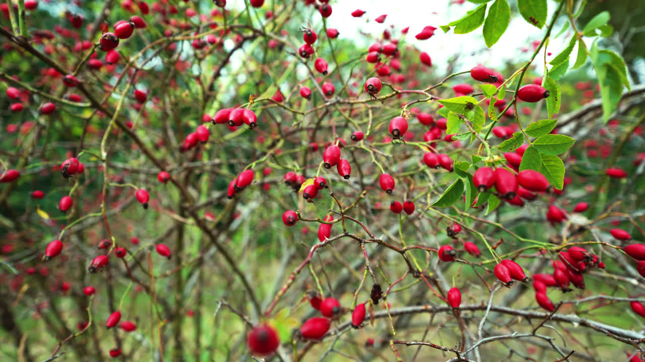 imágenes de cerca de bayas rojas maduras de dogorse que crecen en la naturaleza alemana durante el otoño