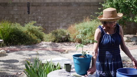 Una-Mujer-Plantando-Tomate-En-Una-Maceta-Nueva-Con-Suelo-Fresco-Rico-En-Nutrientes-Y-Fertilizante-Para-Ayudarlo-A-Crecer-Y-Fructificar