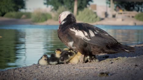 cute beautiful ducklings cuddling under her mother while she is standing next to a lake