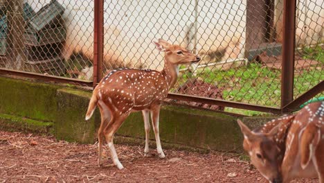 a deer poking its head through a wire fence, a deer , deer at the zoo