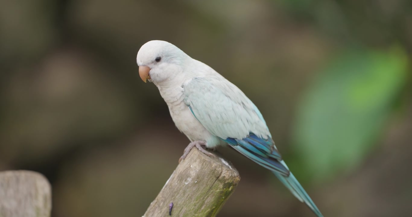 Parrocchetto monaco blu che si guarda intorno e poi vola via al rallentatore da un palo di legno su uno sfondo verde tenue al Jeju Flower Bird Park Hwajoowon in Corea del Sud.