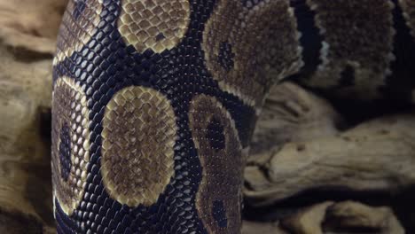 Close-up of Snake Scales