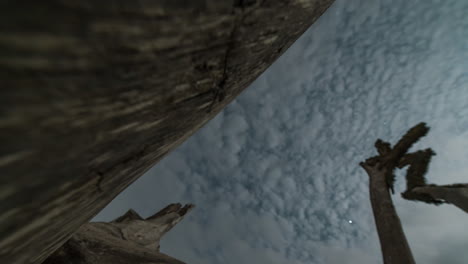 time lapse night trip inside a dead tree