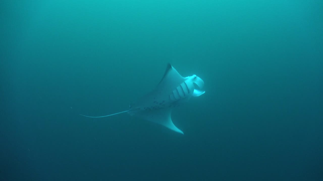 manta raya nadando en el océano azul alimentándose con la boca abierta en aguas profundas en islas marquesas
