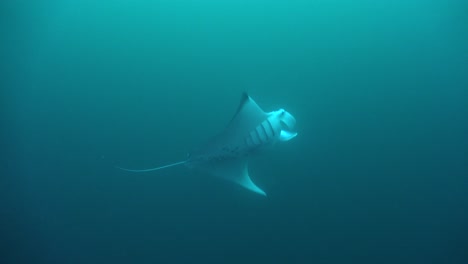 Manta-Ray-swimming-in-blue-ocean-feeding-with-open-mouth-in-deep-water-in-Marquesas-Islands