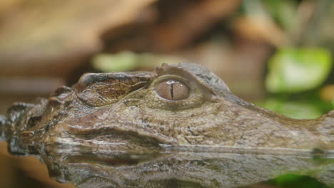 Caiman-Swims-Up-and-Looks-at-Camera