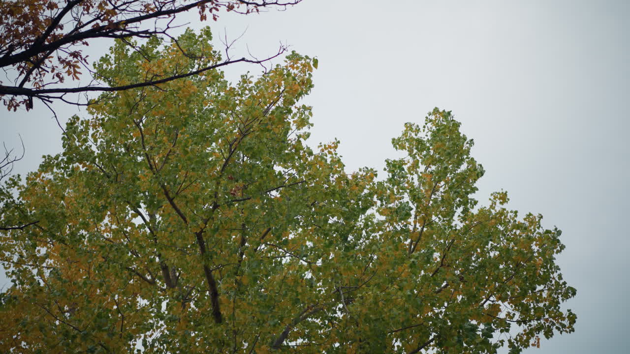 은 하늘 아래 바람에 부드럽게 흔들리는 나무 가지, 가을의 노란색의 이있는 활기찬 녹색 잎, 바람에 자연의 부드러운 움직임으로 평화로운 야외 장면을 만니다.
