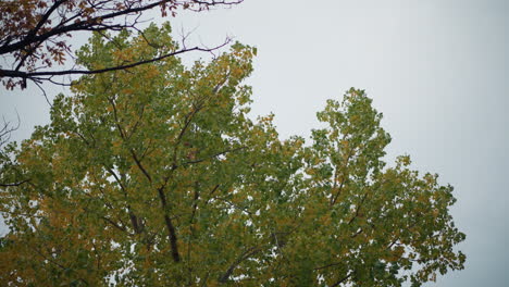 ramas de árboles balanceándose suavemente en el viento bajo un cielo despejado, hojas verdes vibrantes con un toque de amarillo de otoño, creando una escena al aire libre pacífica con el suave movimiento de la naturaleza en la brisa