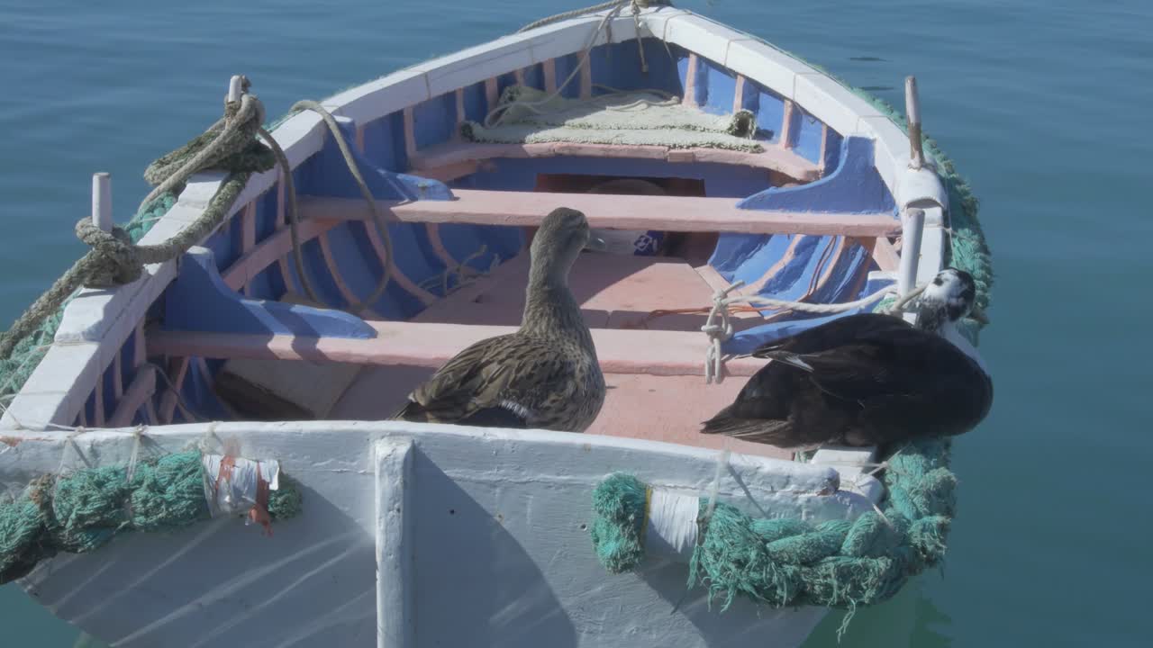 dos patos en un bote en marsaxlokk, malta
