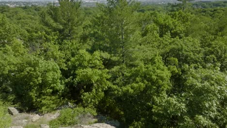 Drone-clip-taking-off-and-rising-over-operator-and-trees,-revealing-Boston-Skyline