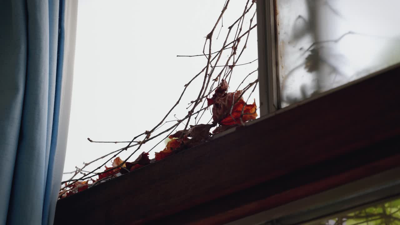 Close-Up of Vegetations in an Office Coming from Outside