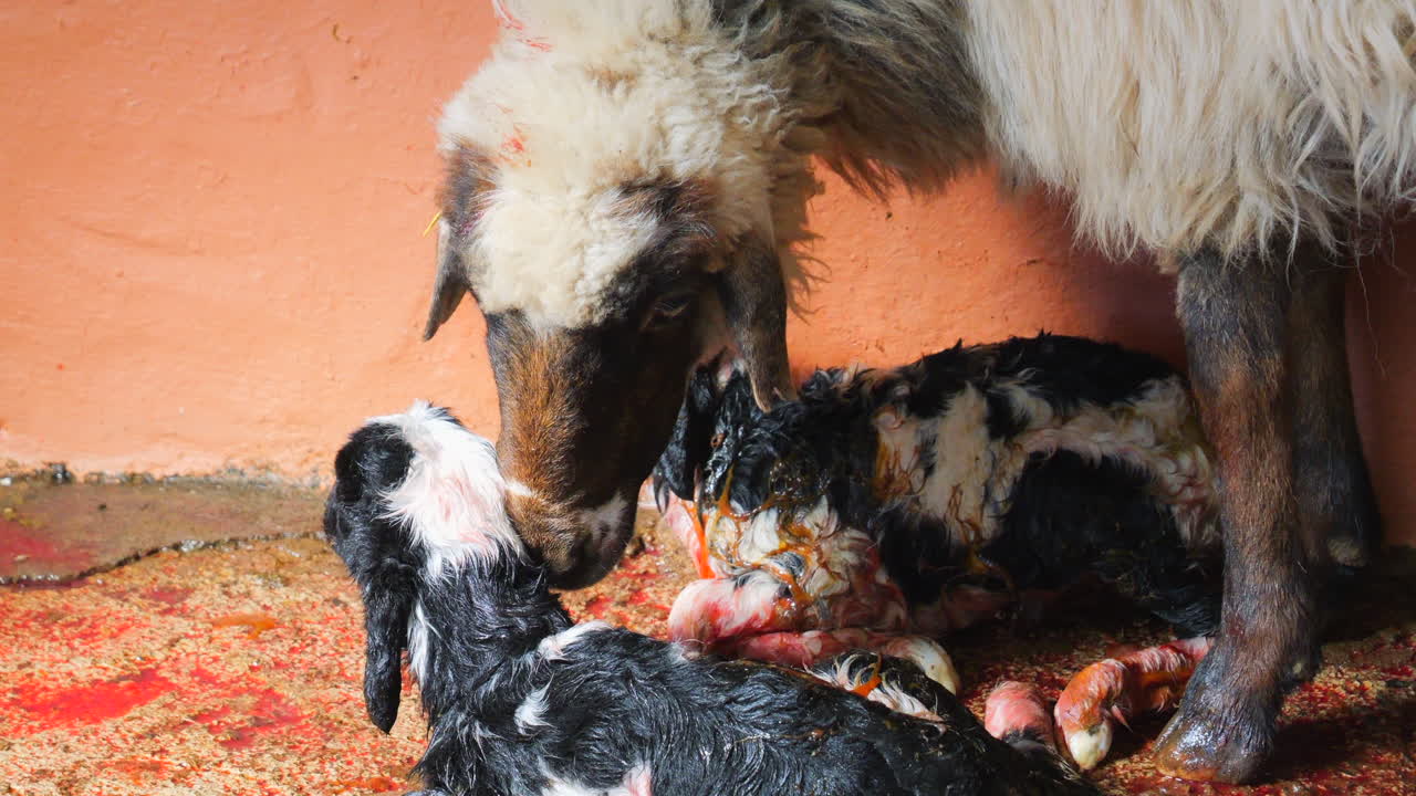 Mother ewe tenderly licking and cleaning her newborn twin lambs just moments after giving birth on a farm