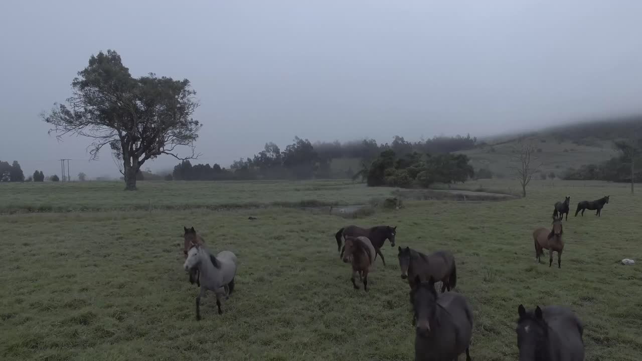 grupo de caballos de diferentes colores corren a un lado en un gran campo abierto, con algunos árboles, arbustos, colinas, pastos verdes y cielo gris