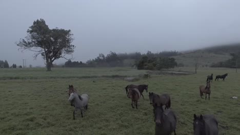 Grupo-De-Caballos-De-Diferentes-Colores-Corren-A-Un-Lado-En-Un-Gran-Campo-Abierto,-Con-Algunos-árboles,-Arbustos,-Colinas,-Pastos-Verdes-Y-Cielo-Gris