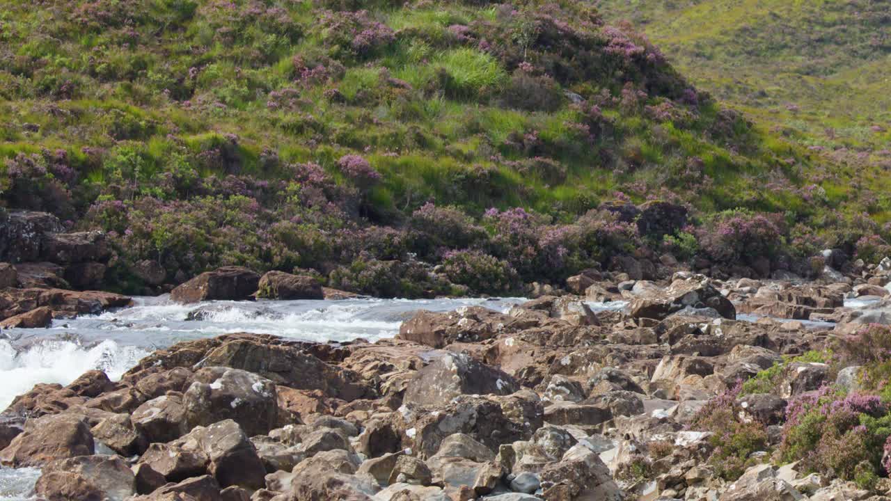 Fast-moving river rapids with rocky banks, purple heather, and bright daylight in Highland moorland
