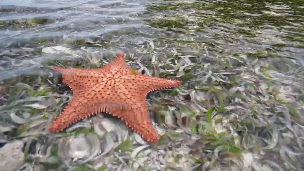 Estrela de mar em águas rasas