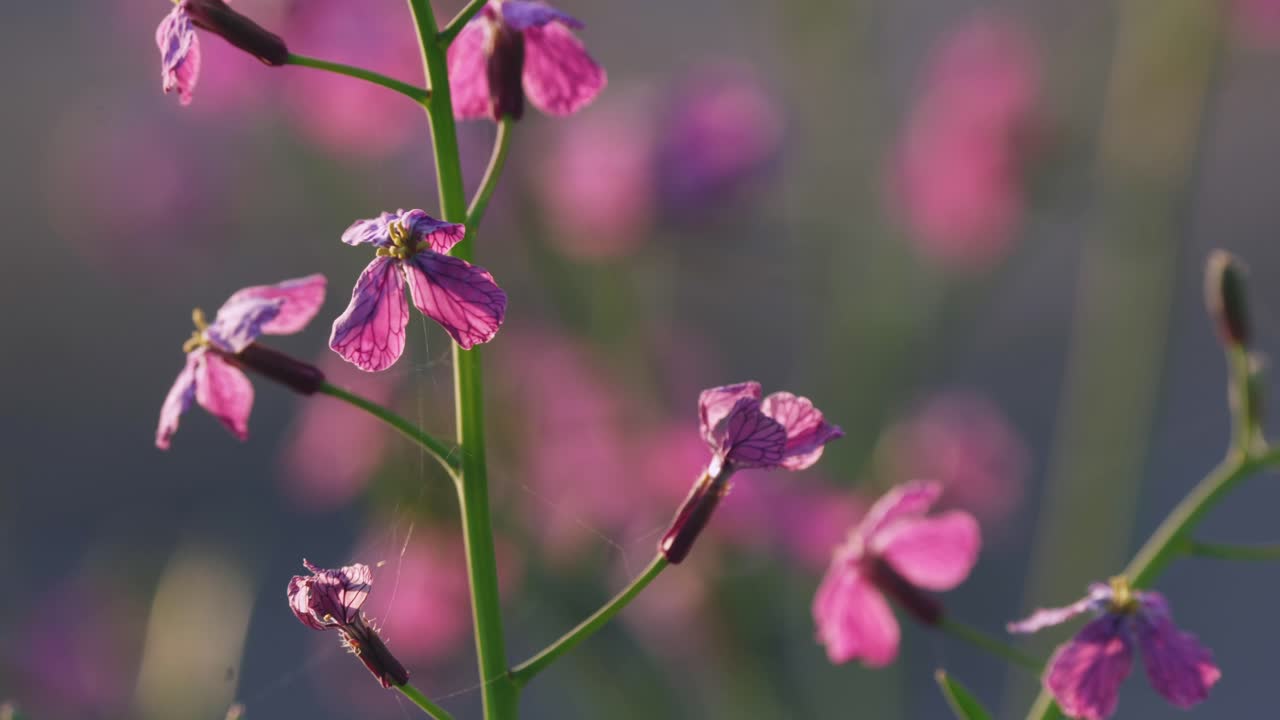 Beautiful Lunaria pink flowering plant, macro closeup of petals in field