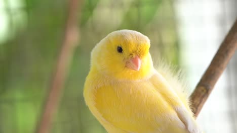 Canary-bird-inside-cage-perch-on-sticks-and-wires